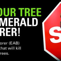 Arbor Pro Tree Service