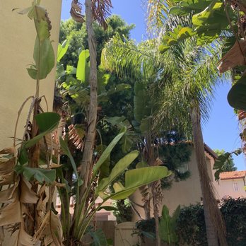 Bro Tree Service - Palm Trees and bird of paradise - Tree Services Near Me - Anaheim, California