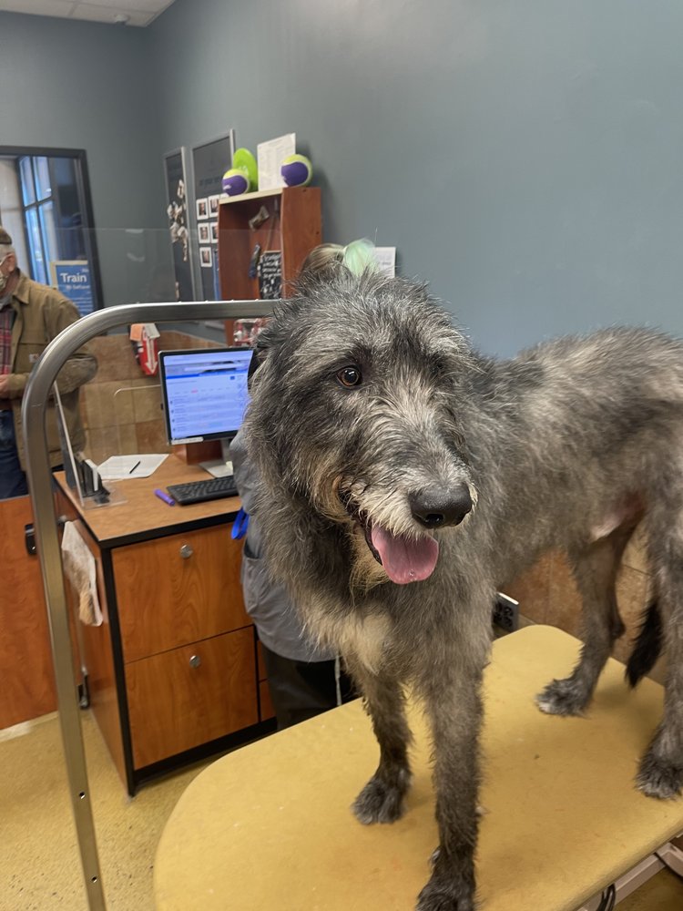 CLAWS PAWS AND SPAS GROOMING Updated August 2024 26 Photos 1403