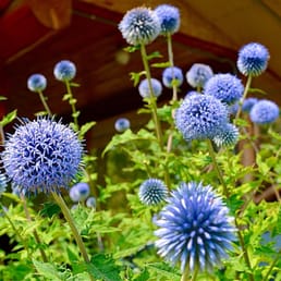 Daryl makes the place look so lovely with all the flowers and plats. Enjoy home grown fruits and veggies in your breakfast. Daryl makes the place look so lovely with all the flowers and plats. Enjoy home grown fruits and veggies in your breakfast.