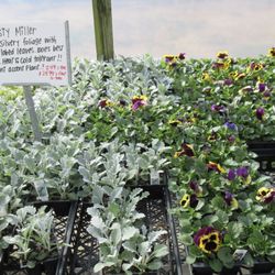Hilltop Gardens