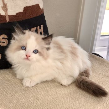 Texas Ragdoll Kittens - We have babies throughout the year. - Pet Breeders Near Me