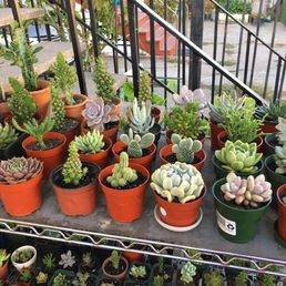 Succulents and cacti
