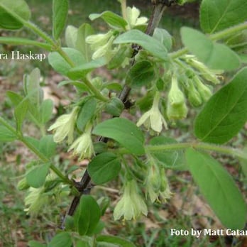 The Honeyberry Farm - Tundra haskap (honeyberry) blossoms - Fruits & Veggies Near Me - Bagley, Minnesota The Honeyberry Farm - Tundra haskap (honeyberry) blossoms - Fruits & Veggies Near Me - Bagley, Minnesota