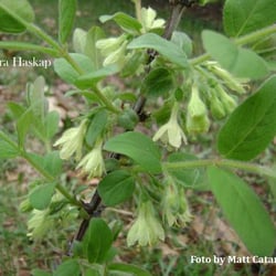 The Honeyberry Farm - Tundra haskap (honeyberry) blossoms
