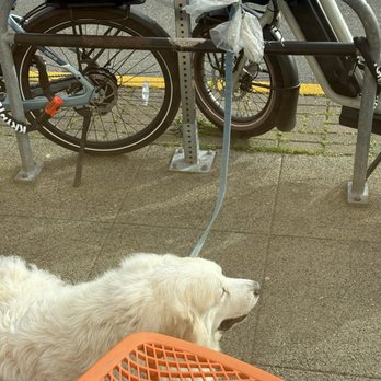 Mabel - A customer,s dog named Daisey, patiently waiting outside for her owner. - Coffee & Tea Near Me - Seattle, Washington Mabel - A customer,s dog named Daisey, patiently waiting outside for her owner. - Coffee & Tea Near Me - Seattle, Washington