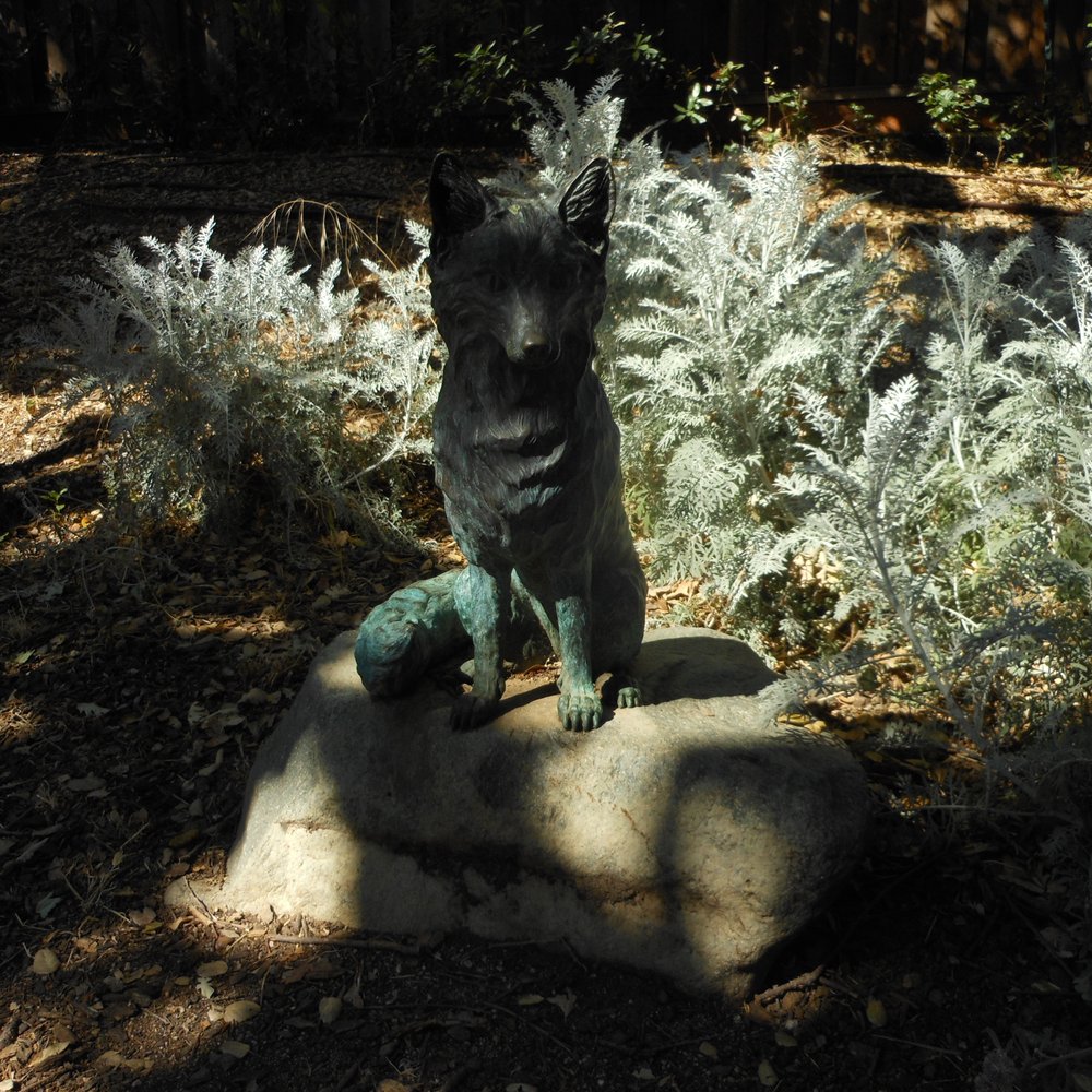 Third Street Creek Park - California Grey Fox statue - Parks Near Me - Morgan Hill, California
