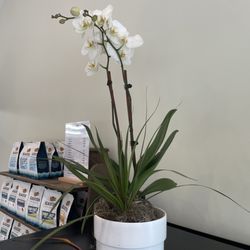 SlackTide Coffee Roasters - Orchid