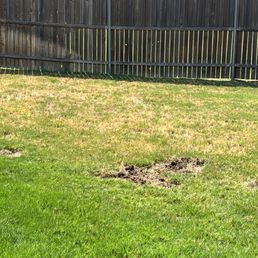 Grubs, heat stress, window/sun, chinch bugs