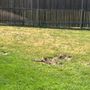 Photo of Kelly Green Lawncare