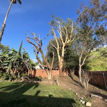 Ortega's Jr Tree Service - So different!! - Tree Services Near Me - Riverside , California