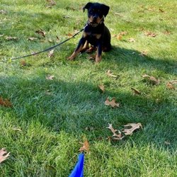 Invisible Fence Brand - Puppy learning how to use Invisible Fence® in Holland, Michigan