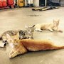 Photo of Brad's Foreign & Domestic