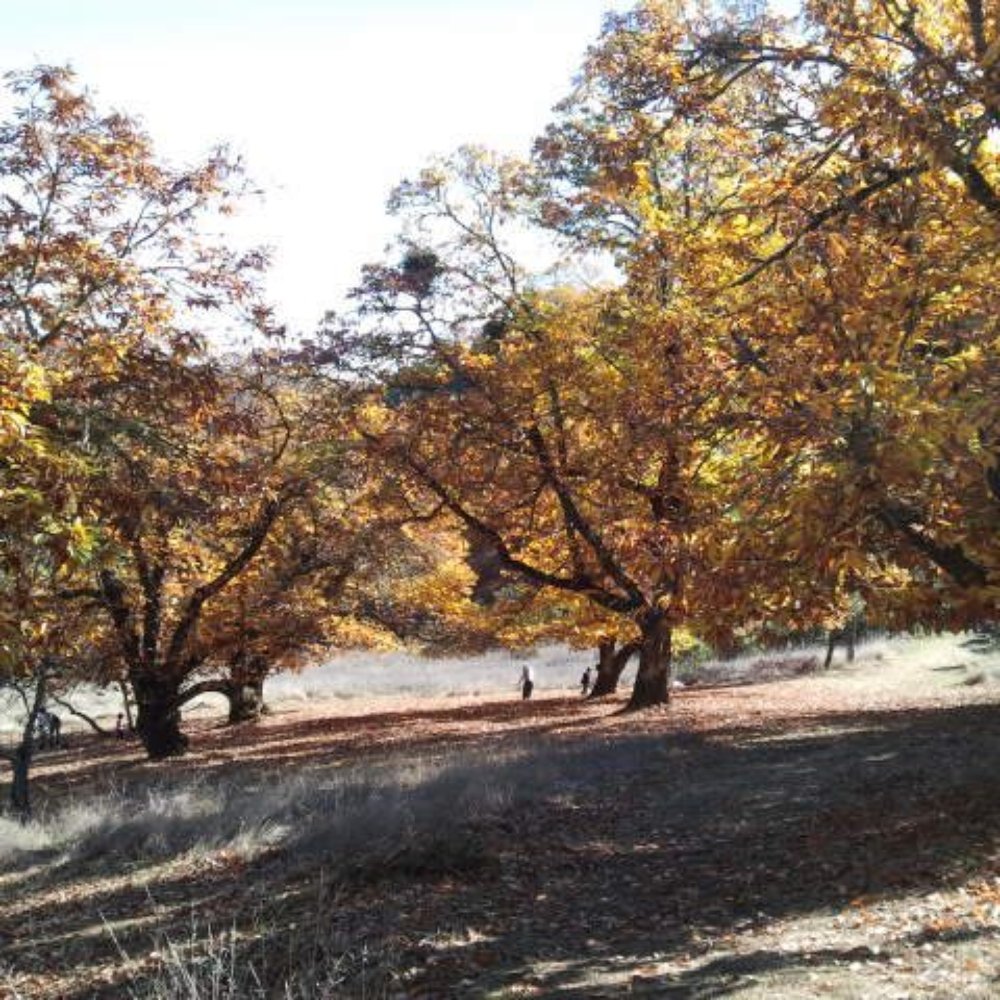 Skyline Chestnuts Orchard - very scenic and peaceful, it was a warm day even in November. - Pick Your Own Farms Near Me - La Honda, California Skyline Chestnuts Orchard - very scenic and peaceful, it was a warm day even in November. - Pick Your Own Farms Near Me - La Honda, California