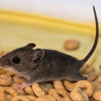 The Holland Pest Control Pros - Pest Control Near Me - Holland, Michigan The Holland Pest Control Pros - Pest Control Near Me - Holland, Michigan