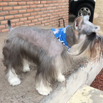 Scissors- N-Suds Mobile Pet Grooming - Miniature schnauzer - Pet Groomers Near Me Scissors- N-Suds Mobile Pet Grooming - Miniature schnauzer - Pet Groomers Near Me