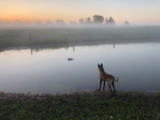 night and day k9 training