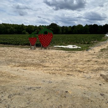 Griffins Farm Market - Out to pick up my very own strawberries - Bakeries Near Me - Washington, North Carolina Griffins Farm Market - Out to pick up my very own strawberries - Bakeries Near Me - Washington, North Carolina