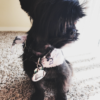 Petcetera - Pet Groomers Near Me - Mesquite, Texas Petcetera - Pet Groomers Near Me - Mesquite, Texas
