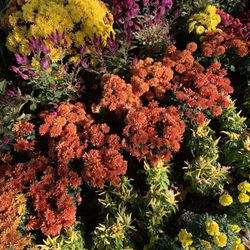 Hollandia Nurseries