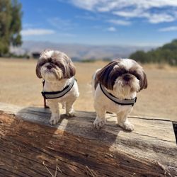 Coyote Peak at Santa Teresa County Park - Kobi and Wesley enjoyed walking and the nice view at the park.