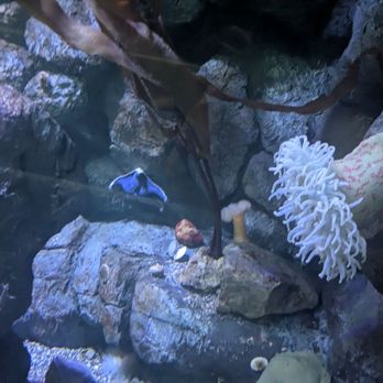Aquarium Pyramid - Beautiful coral - Aquariums Near Me - Galveston, Texas Aquarium Pyramid - Beautiful coral - Aquariums Near Me - Galveston, Texas