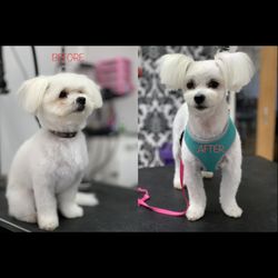 A & S Dog Grooming - Make me look younger....