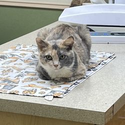 Bradenton Veterinary Hospital Gift Greeting Cards Email, Text