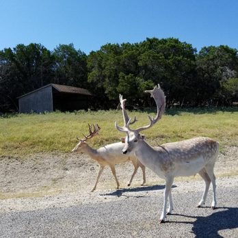 Fossil Rim Wildlife Center - Zoos Near Me - Glen Rose, Texas Fossil Rim Wildlife Center - Zoos Near Me - Glen Rose, Texas