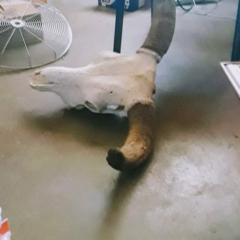 American British Antiques - Bull Skull - Antiques Near Me - San Angelo, Texas American British Antiques - Bull Skull - Antiques Near Me - San Angelo, Texas