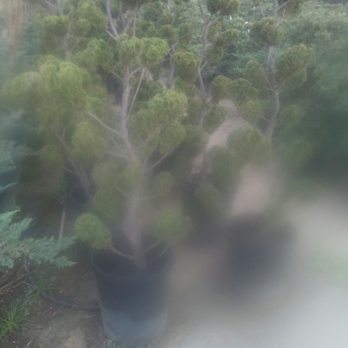 Ben K Nursery - Nurseries & Gardening Near Me - Rosemead, California