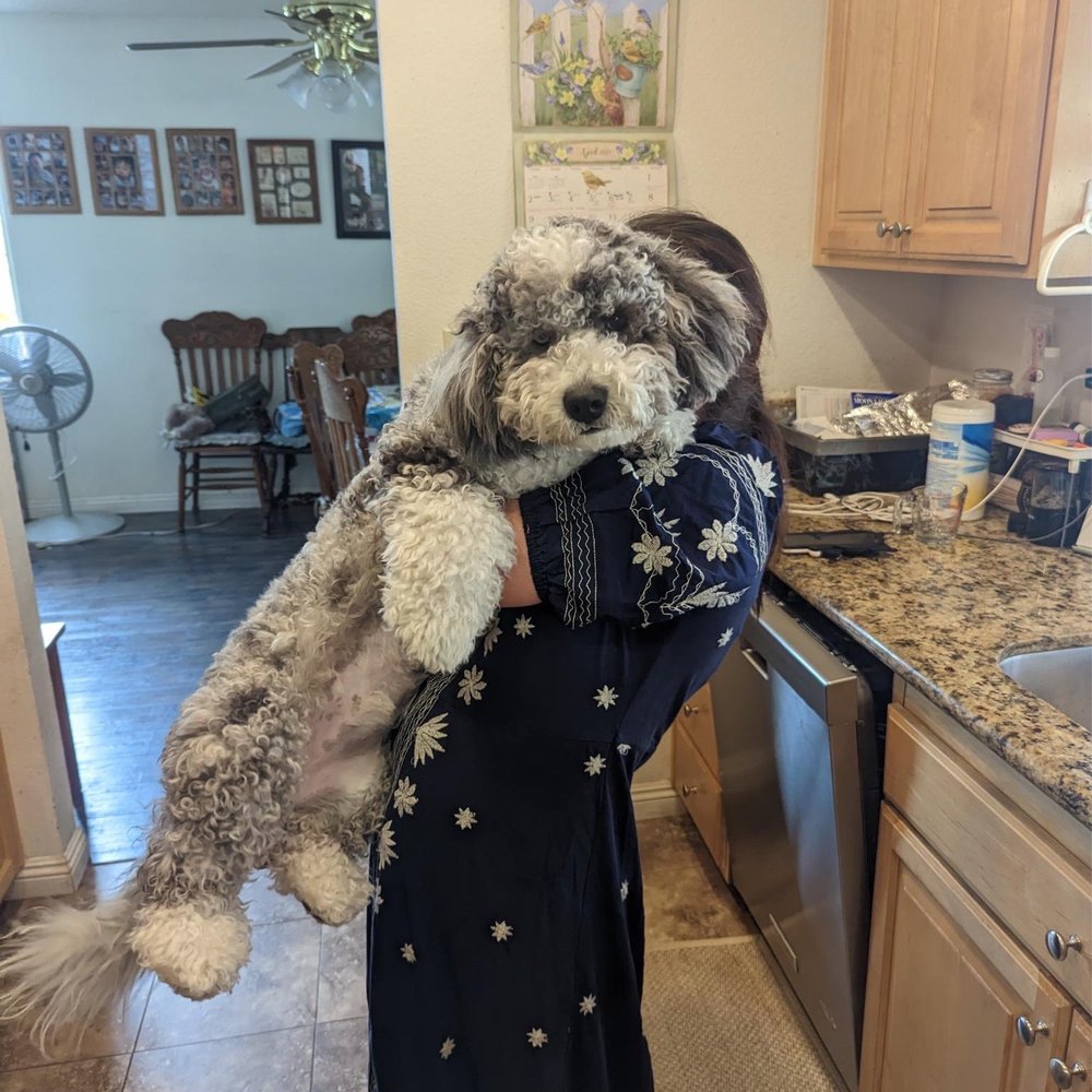 Paw Haven Puppies - My mom loves to carry me, I don't mind! - Pet Breeders Near Me Paw Haven Puppies - My mom loves to carry me, I don't mind! - Pet Breeders Near Me