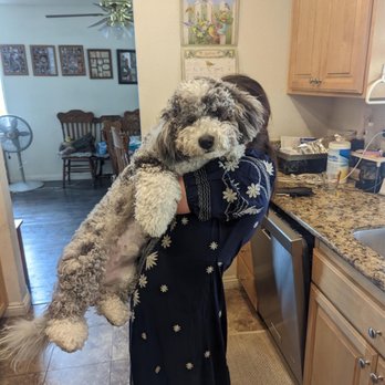 Paw Haven Puppies - My mom loves to carry me, I don't mind! - Pet Breeders Near Me Paw Haven Puppies - My mom loves to carry me, I don't mind! - Pet Breeders Near Me