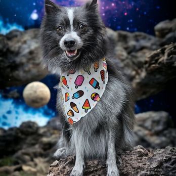 Le Paw Spa - Rocket post-grooming with a cute background!! - Pet Groomers Near Me - Colorado Springs, Colorado Le Paw Spa - Rocket post-grooming with a cute background!! - Pet Groomers Near Me - Colorado Springs, Colorado