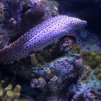 Shedd Aquarium - Aquariums Near Me - Chicago, Illinois Shedd Aquarium - Aquariums Near Me - Chicago, Illinois
