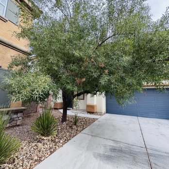 Vegas Landscaping Services - Before, the tree was overgrown and hanging onto driveway area, making part of driveway unusable. - Gardeners Near Me - Las Vegas, Nevada