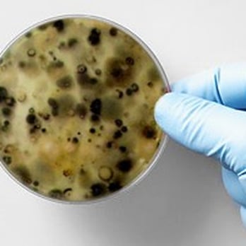 Wet Basement Services - Mold - a deadly killer associated to water problems - Waterproofing Near Me - Redmond, Washington Wet Basement Services - Mold - a deadly killer associated to water problems - Waterproofing Near Me - Redmond, Washington