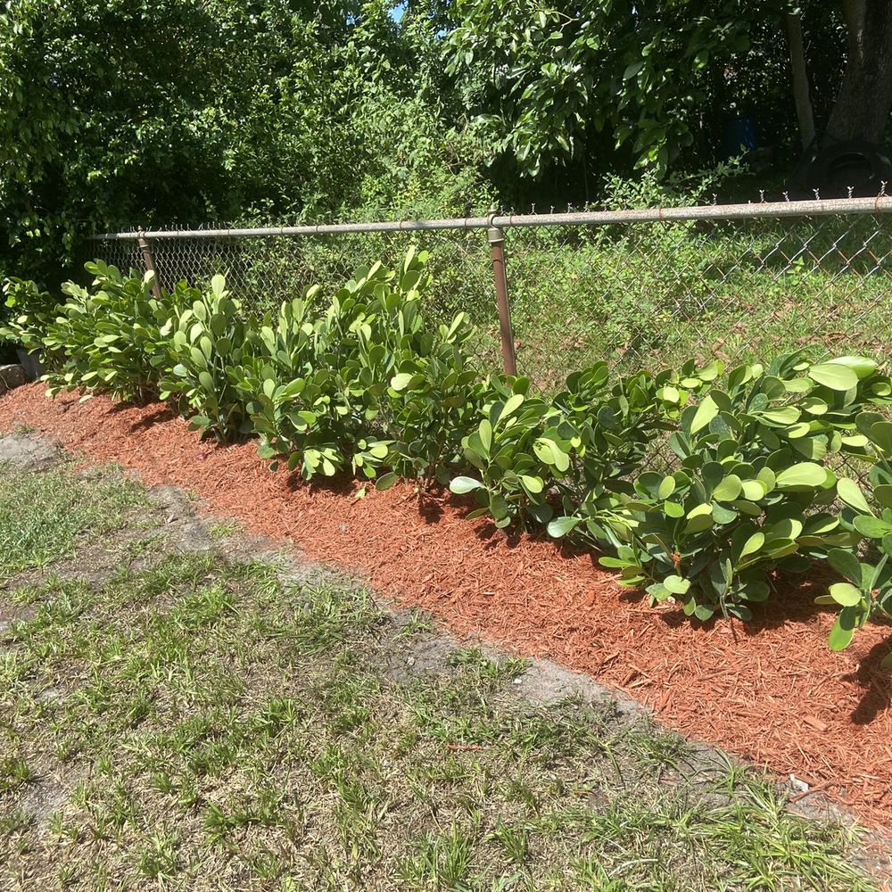 Rapid 1 Tree Service - Planted Clusias with red mulch - Gardeners Near Me Rapid 1 Tree Service - Planted Clusias with red mulch - Gardeners Near Me