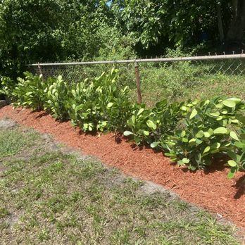 Rapid 1 Tree Service - Planted Clusias with red mulch - Gardeners Near Me Rapid 1 Tree Service - Planted Clusias with red mulch - Gardeners Near Me