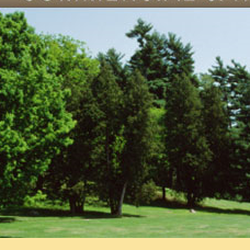 Tree Solutions