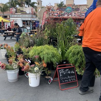 Del Mar Fairgrounds - Beautiful Proteas for sale. They look too intimidating for me to try to grow! - Stadiums & Arenas Near Me - Del Mar, California Del Mar Fairgrounds - Beautiful Proteas for sale. They look too intimidating for me to try to grow! - Stadiums & Arenas Near Me - Del Mar, California