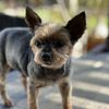 Mutt Cutts Dog Spa gift card