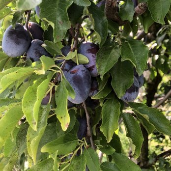 Horse Listeners Orchard - You pick plums - Fruits & Veggies Near Me - Ashford, Connecticut