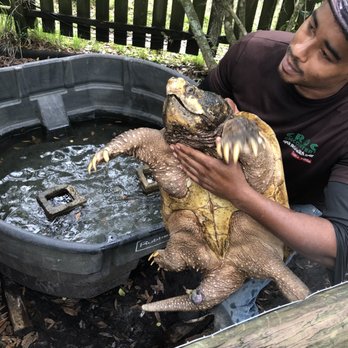 Croc Encounters - Alligator snapping turtle - Zoos Near Me - Tampa, Florida