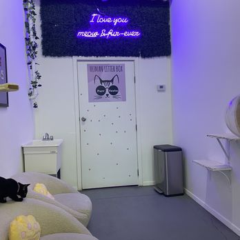 Purr-fecto Cat Lounge - Animal Shelters Near Me - Austin, Texas Purr-fecto Cat Lounge - Animal Shelters Near Me - Austin, Texas