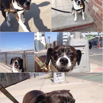 Brooklyn Bitches - Dog Walkers Near Me