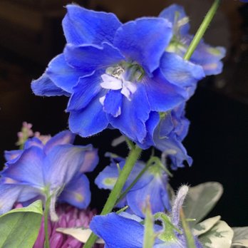 La Catrina Flower Studio - Blue flowers - Florists Near Me - Brooklyn, New York