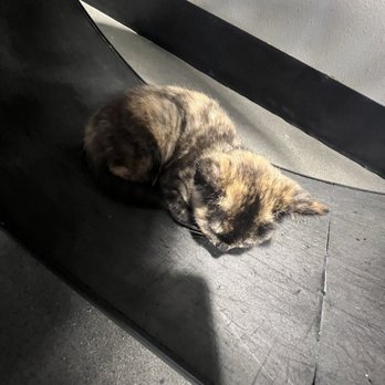 Orlando Cat Cafe - Animal Shelters Near Me - Clermont, Florida Orlando Cat Cafe - Animal Shelters Near Me - Clermont, Florida