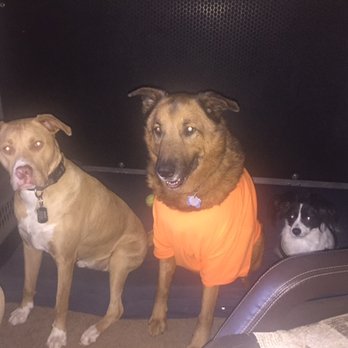 David Utter - Dog Evolution - My new happy pack! - Pet Training Near Me