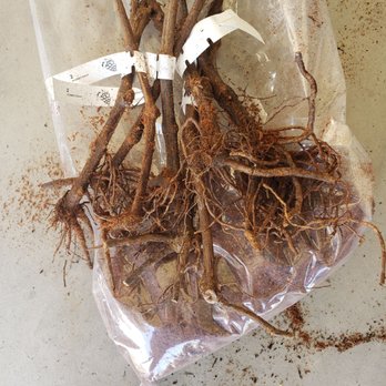 Harvest Express - This is all 8 grapevines the way I received them..they sent me sticks..smh - Wineries Near Me - Visalia, California Harvest Express - This is all 8 grapevines the way I received them..they sent me sticks..smh - Wineries Near Me - Visalia, California